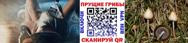 Купить где  Курск  Галлюциногенные грибы GOLDEN TEACHER